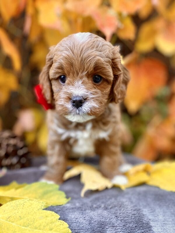 Smarty - Teacup Cavapoo Boy