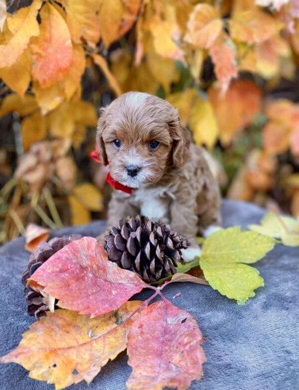 Smarty - Teacup Cavapoo Boy - Image 16