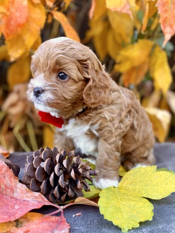 Smarty - Teacup Cavapoo Boy - Image 15