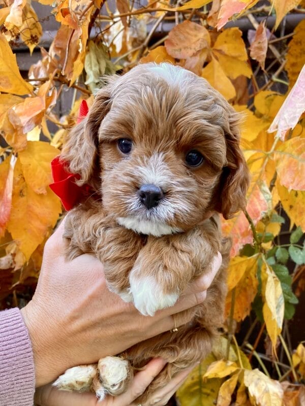 Smarty - Teacup Cavapoo Boy - Image 17