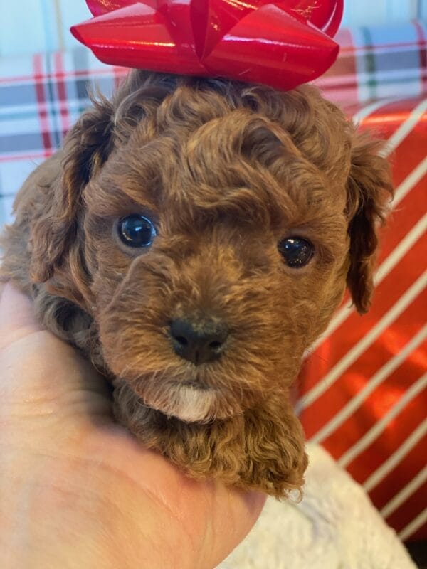 Mistletoe - Micro Cavapoo Boy - Image 11