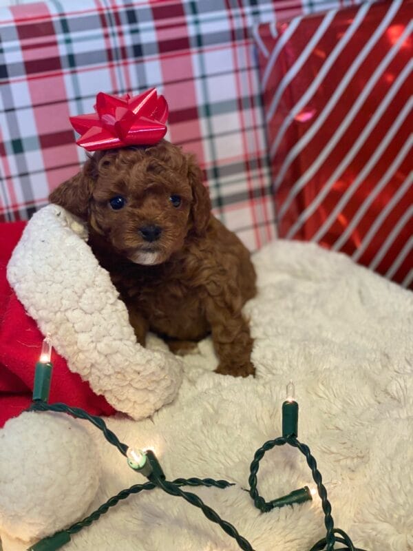 Mistletoe - Micro Cavapoo Boy - Image 14