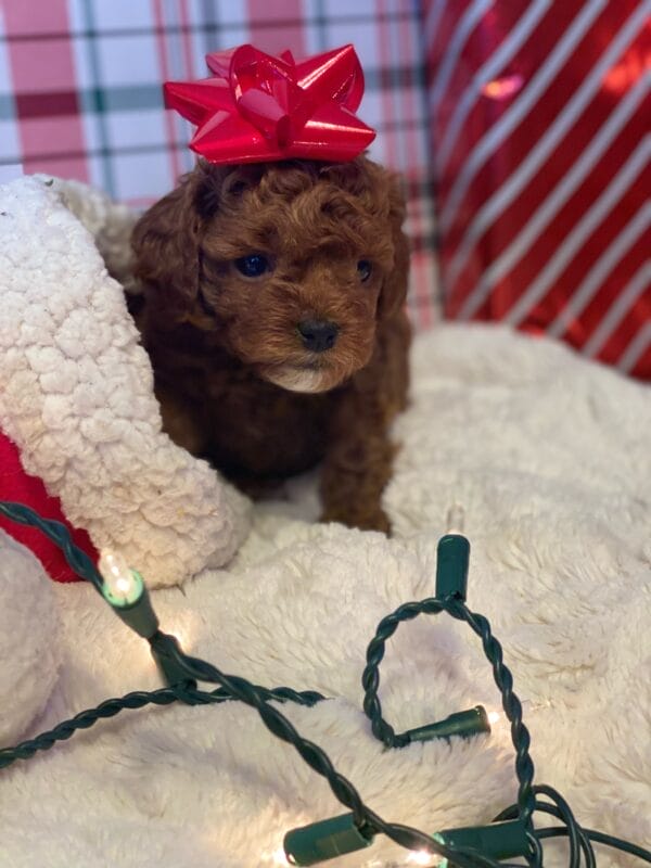 Mistletoe - Micro Cavapoo Boy - Image 10