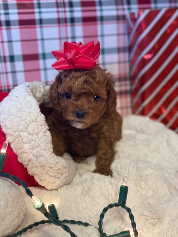 Mistletoe - Micro Cavapoo Boy - Image 12