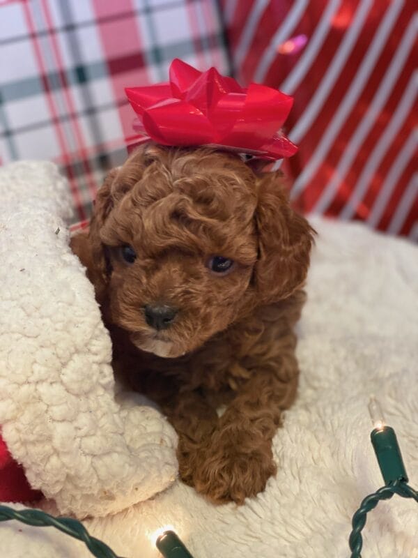 Mistletoe - Micro Cavapoo Boy - Image 15