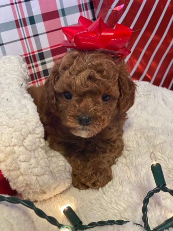 Mistletoe - Micro Cavapoo Boy - Image 13