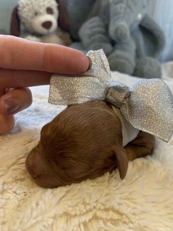 Joy - Micro Cavapoo Girl