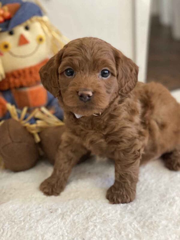 Max - Teacup Goldendoodle Boy - Image 28