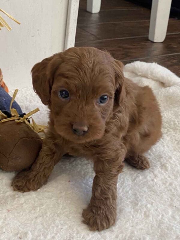 Max - Teacup Goldendoodle Boy - Image 27