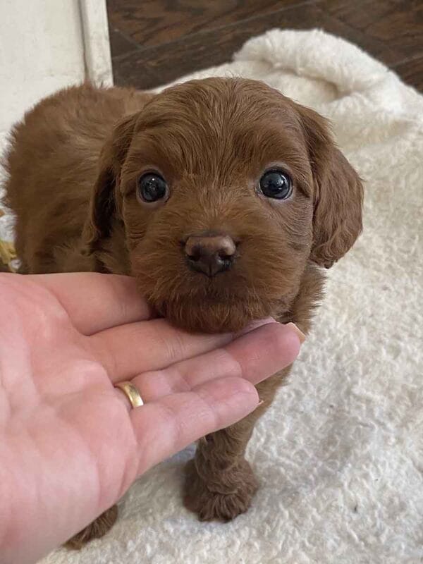 Max - Teacup Goldendoodle Boy - Image 26