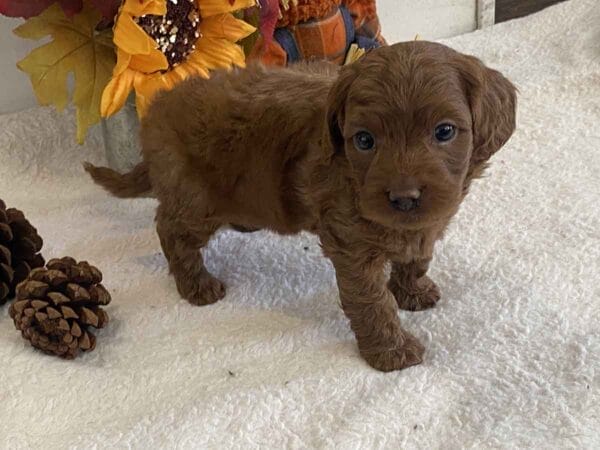 Max - Teacup Goldendoodle Boy - Image 25