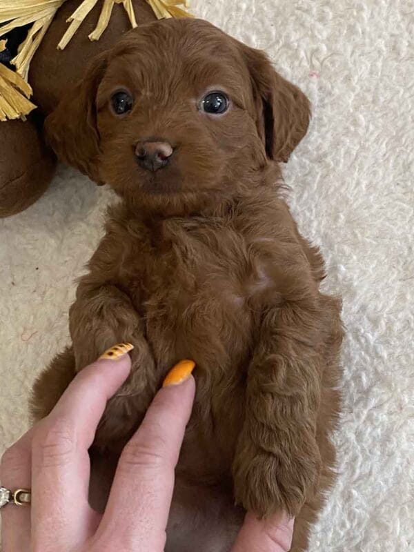 Max - Teacup Goldendoodle Boy - Image 24