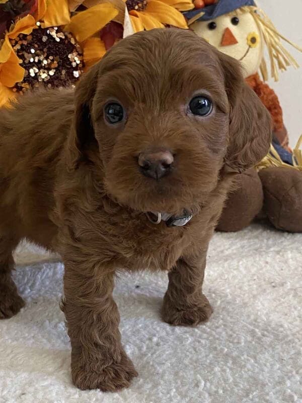 Max - Teacup Goldendoodle Boy
