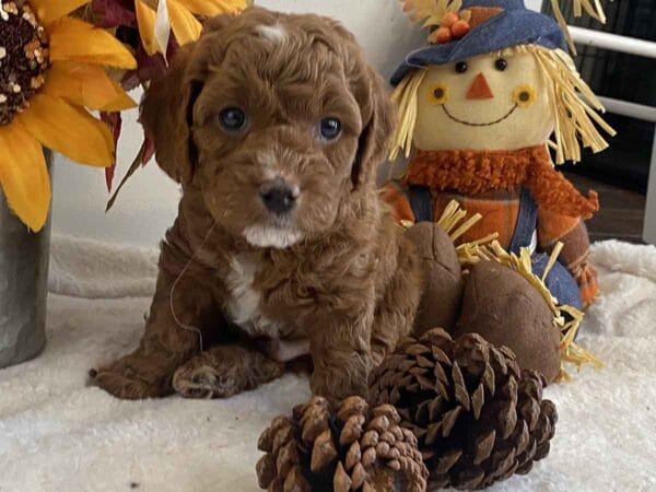 Mickey - Teacup Goldendoodle Boy - Image 23