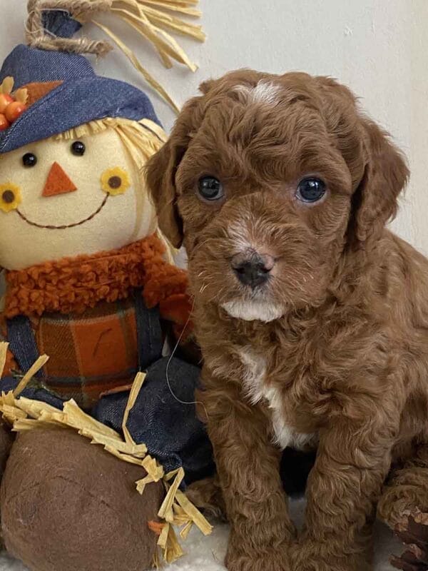 Mickey - Teacup Goldendoodle Boy - Image 22