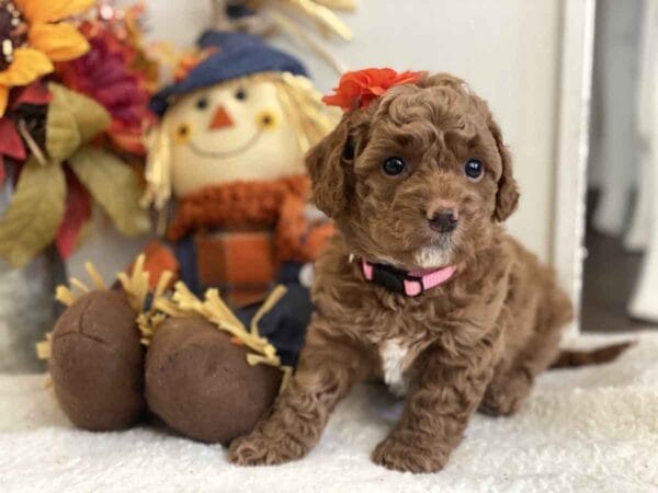Minnie - Teacup Goldendoodle Girl