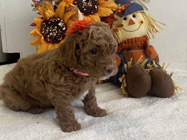 Minnie - Teacup Goldendoodle Girl - Image 21