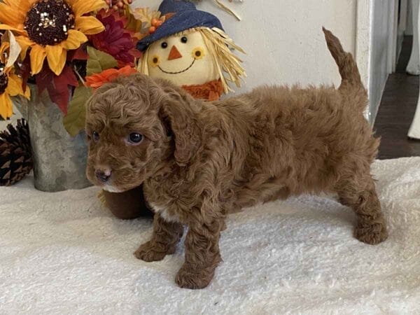 Minnie - Teacup Goldendoodle Girl - Image 20