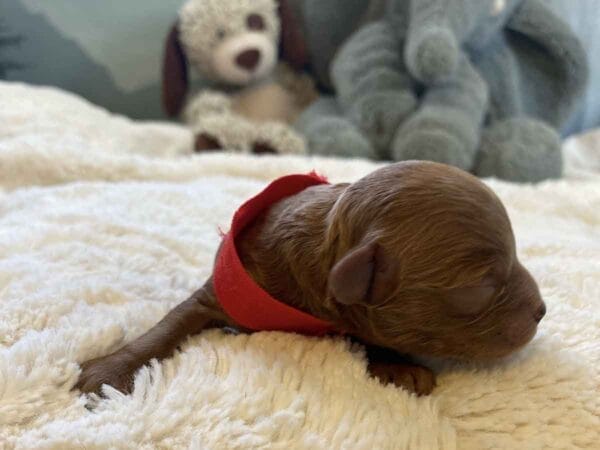 Mistletoe - Micro Cavapoo Boy - Image 2