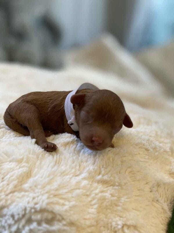 Noel - Micro Cavapoo Boy - Image 3