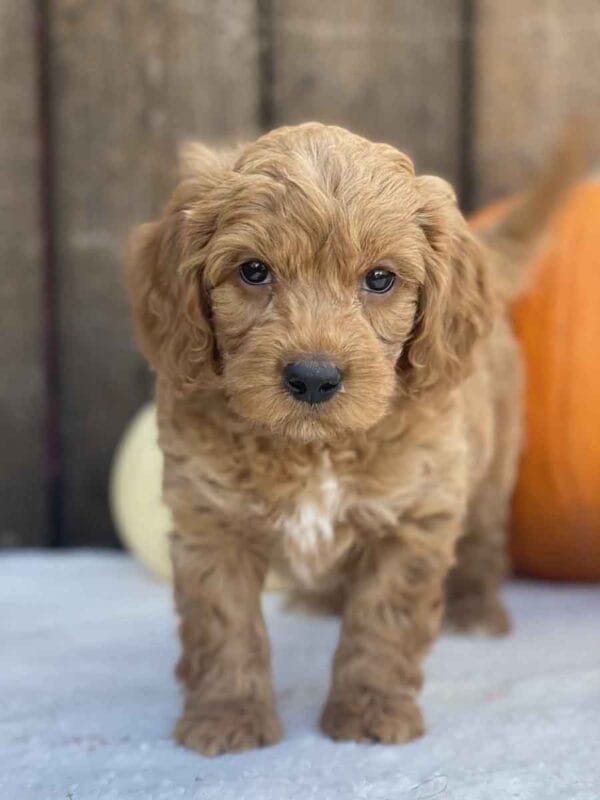 Perry - Teacup Goldendoodle Boy - Image 24