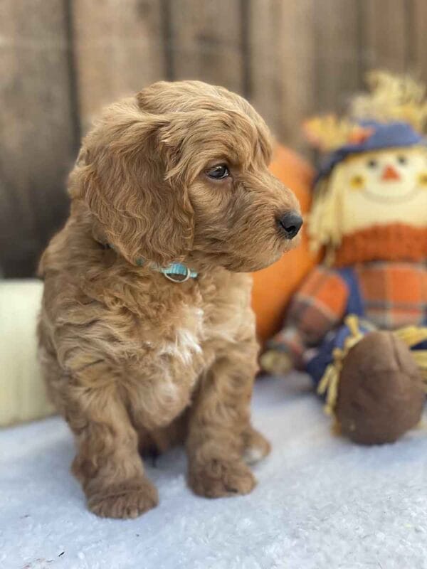 Perry - Teacup Goldendoodle Boy - Image 23