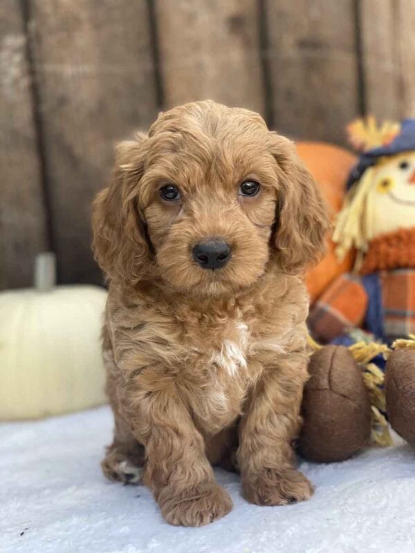 Perry - Teacup Goldendoodle Boy