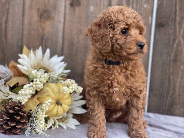 Pete - Teacup Goldendoodle Boy - Image 23