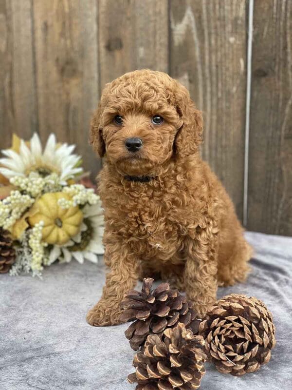 Pete - Teacup Goldendoodle Boy - Image 21