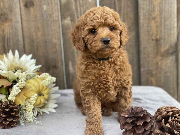 Pete - Teacup Goldendoodle Boy - Image 20