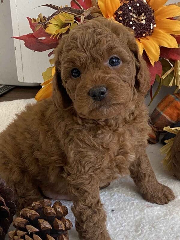 Pete - Teacup Goldendoodle Boy - Image 17