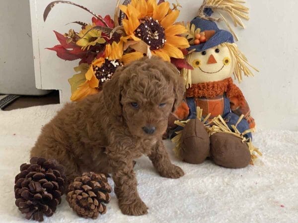 Pete - Teacup Goldendoodle Boy - Image 16