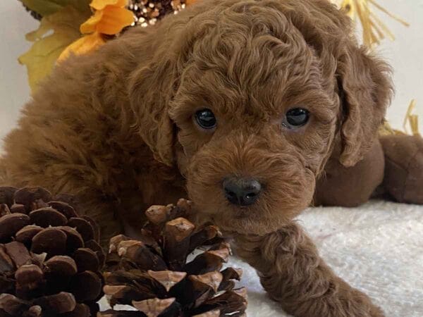 Pete - Teacup Goldendoodle Boy - Image 15