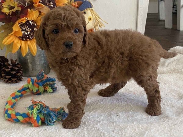 Pete - Teacup Goldendoodle Boy - Image 14