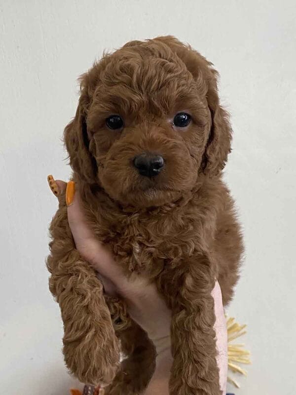 Pete - Teacup Goldendoodle Boy - Image 13