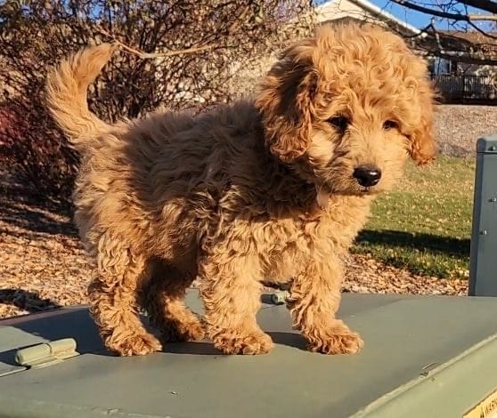 Winston - Toy Labradoodle Boy