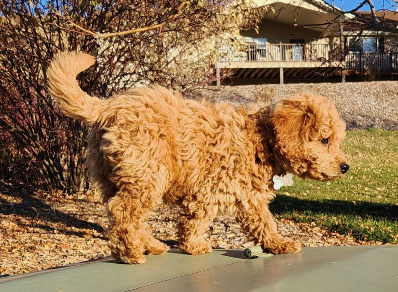 Winston - Toy Labradoodle Boy - Image 11