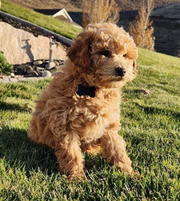 Remy - Teacup Labradoodle Boy - Image 13