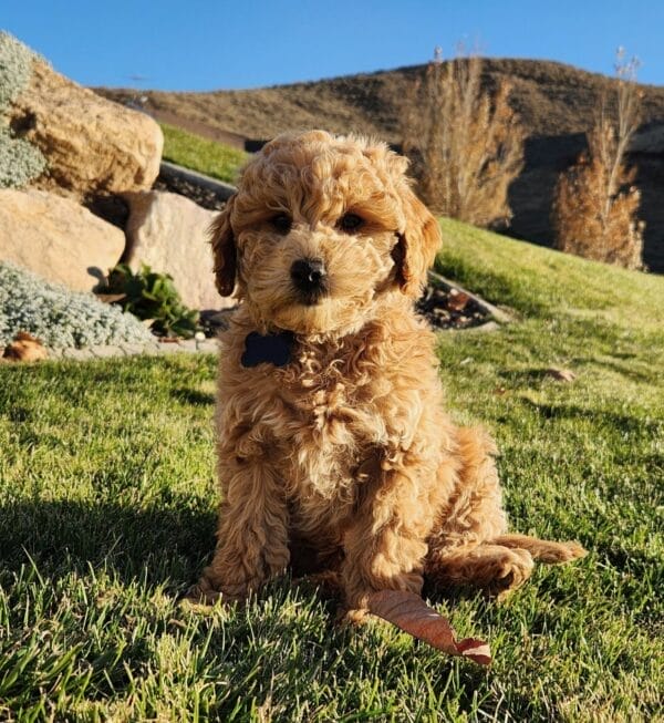 Remy - Teacup Labradoodle Boy - Image 12