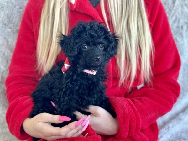 Pixie - Micro Labradoodle Girl - Image 22