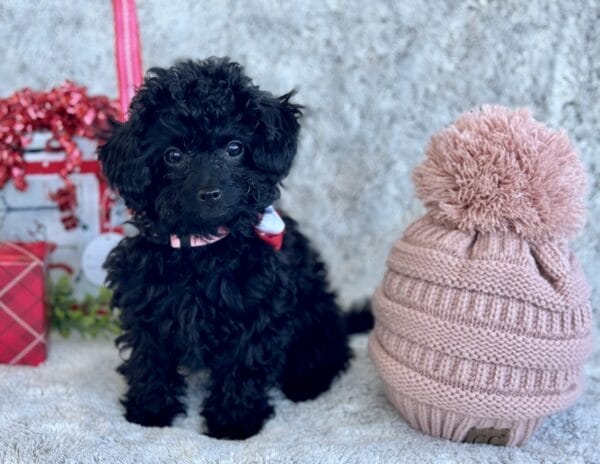 Pixie - Micro Labradoodle Girl - Image 20