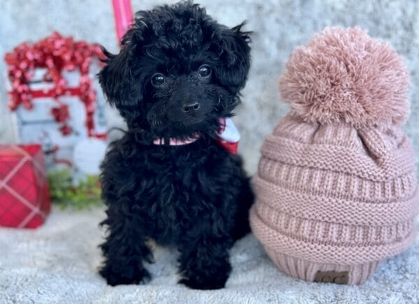 Pixie - Micro Labradoodle Girl - Image 23