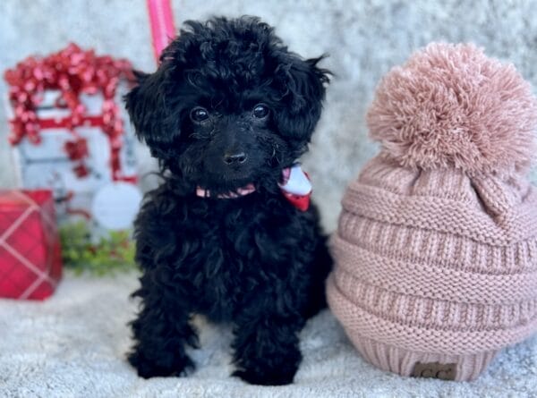 Pixie - Micro Labradoodle Girl - Image 21