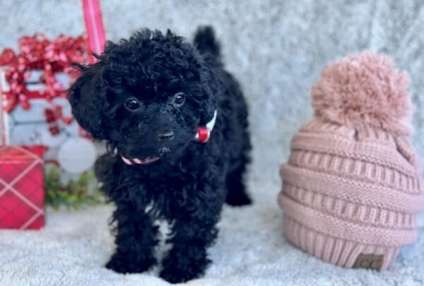 Belle - Micro Labradoodle Girl - Image 15