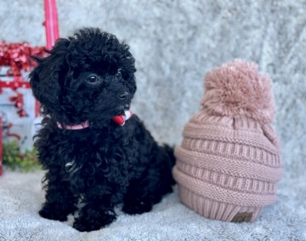 Belle - Micro Labradoodle Girl - Image 16