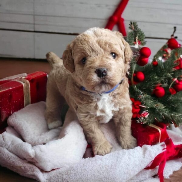 Blaze - Teacup Labradoodle Boy - Image 11