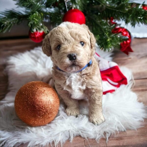 Blaze - Teacup Labradoodle Boy - Image 10