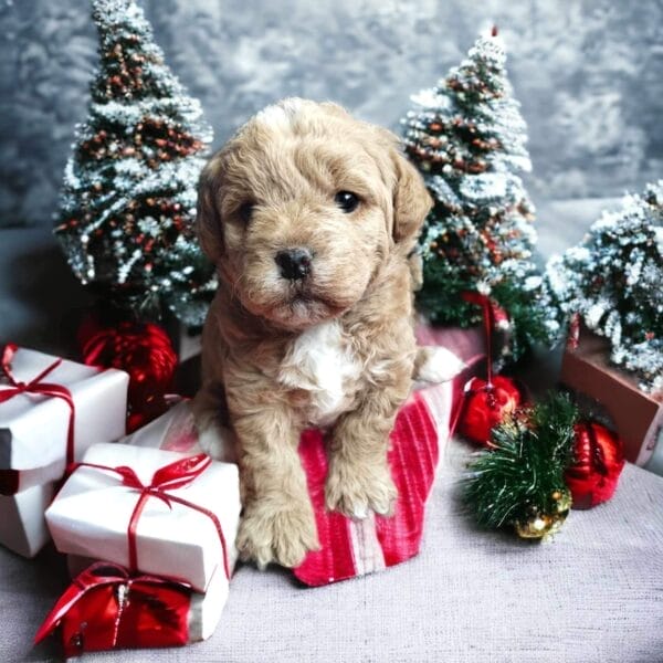 Blaze - Teacup Labradoodle Boy - Image 9