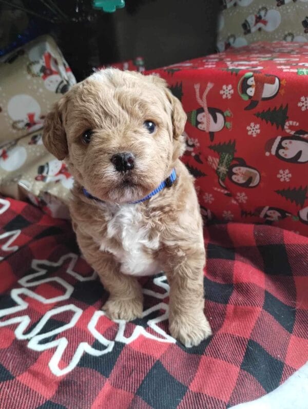 Blaze - Teacup Labradoodle Boy - Image 5