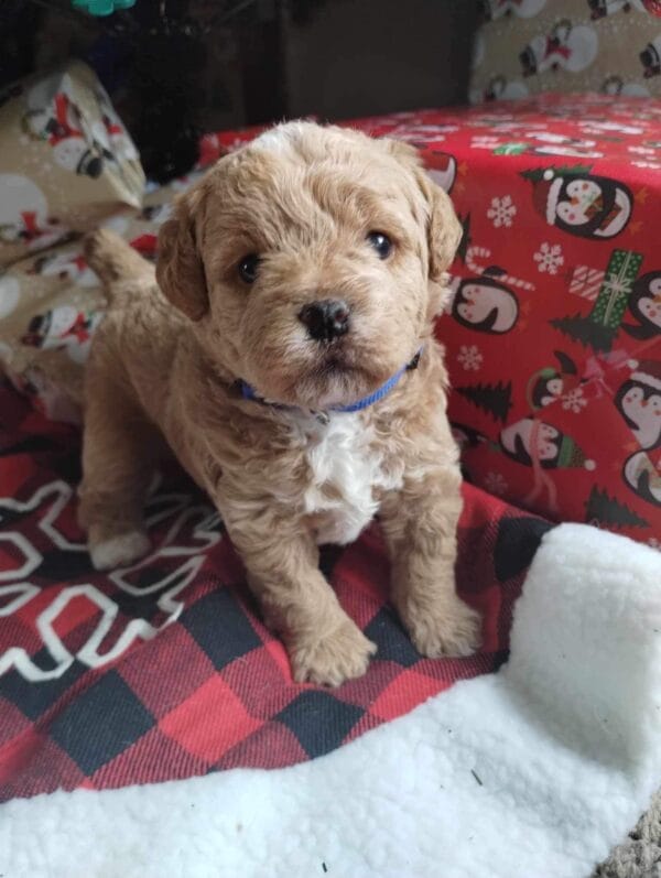 Blaze - Teacup Labradoodle Boy - Image 8